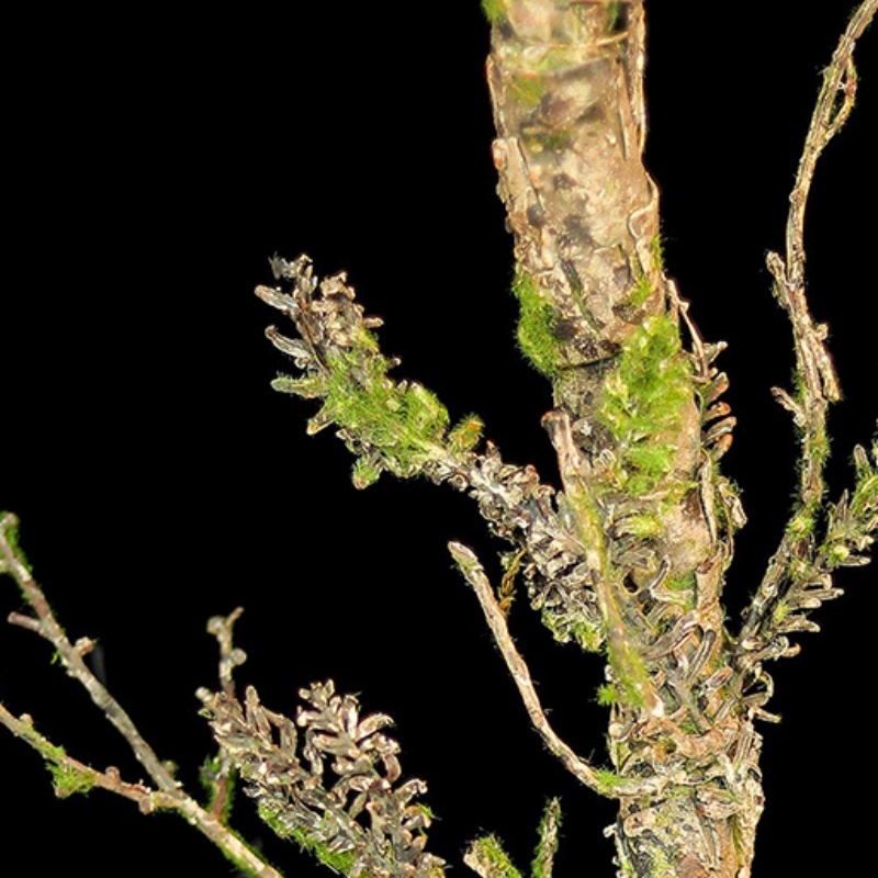 Nuevas enredaderas marchitas,  - Christmas Tree Artificial reseña y precio